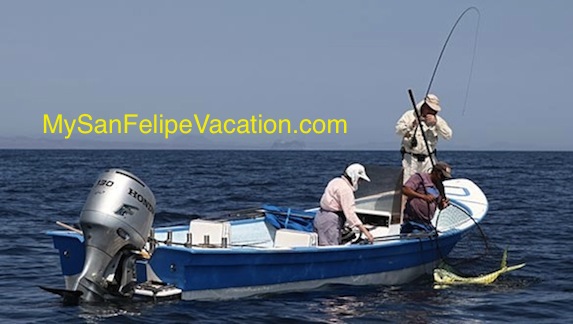 San Felipe Fishing Chart And Guide